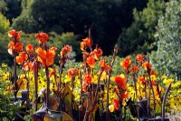 Backlit Canna 'Wyoming' with Rudbeckia 'Herbstsonne'