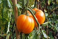 French tomato variety 'Coeur du Boeuf Orange' - 'Orange Beefheart'