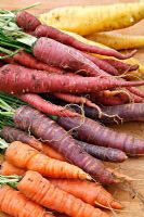 Carrots - front to back - Autumn King, Purple Haze, Samurai, Yellowstone