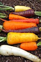 Carrots - front to back - White satin, Nairobi, Yellowstone, Spanish Black, Resistafly, Samurai, Autumn King, Purple Haze, Créme de Lite