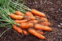 Carrot 'Nairobi F'