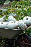 The Winter Squash Harvest - Crown Prince