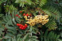 Red and yellow berried Sorbus