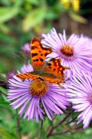 Aster novae-angliae 'Purple Cloud' with Comma butterfly - Polygonia c-album