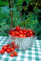 Harvested tomatoes in a saucepan on a table