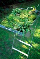 Mosses and ferns in a shallow tray