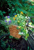 Annual plants in a bicycle basket