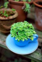 Alpine Saxifrage in a blue cup and saucer