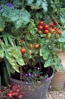 Tomatoes growing in a galvanised bucket 