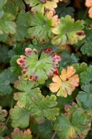 Geranium x cantabrigiense 'Cambridge' in early Autumn