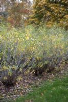 Salix irrorata in Autumn
