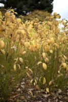 Cornus stolonifera 'Flaviramea' in Autumn 