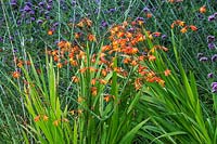 Crocosmia with Verbena bonariensis - The Lost Gardens of Heligan in Cornwall 
