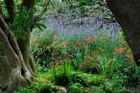 Crocosmia with Verbena bonariensis - The Lost Gardens of Heligan in Cornwall 