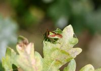 Hawthorn shieldbug - Acanthosoma heamorrhoidale at rest on leaf