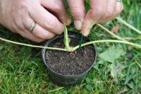 Planting strawberry runners - place runner on bare soil in pot and peg down with plastic coated wire