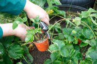 Planting strawberry runners - seperate potted runner from parent plant