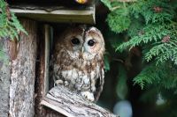 Tawny owl - Strix aluco roosting under eaves of garden shed