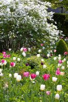 Spring border containing Exochorda x macrantha 'The Bride'' with Tulipa 'Inzell' and Tulipa 'Mata Hari' 