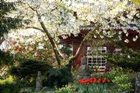 Oriental themed garden with Prunus serrulata 'Shirotae'