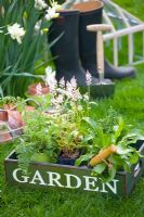 Tiarella 'Sugar and Spice' with other container planting