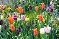 Spring border with Tulips 'Shirley', 'Ballerina', 'Jan Reus', 'Queen of Night', 'Purple Flag' and Narcissus 'W.P.Milner'