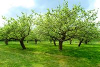 Bramley apple orchard in May