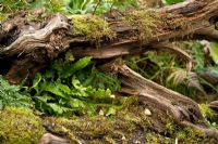 Old tree stump with ferns and moss 