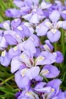 Iris unguicularis - Algerian Iris