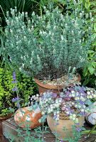 Sun loving plants in terracotta pots on a table - Lavandula stoechas 'Alba' with Sedum sieboldii 'Mediovariegatum'