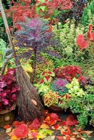 Birch besom broom amongst autumn leaves and colourful containers with Coleus, Solenostemon, ornamental kale, Abelia and Iresine 