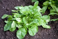 Barbarea verna - Land Cress or American Cress, sown in the summer and harvested in the winter

