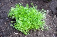 Coriandrum sativum 'Confetti' - Coriander, sown in the summer and harvested in the winter
 