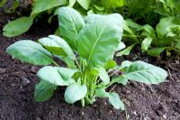 Brassica oleracea 'Kailaan' - Chinese Kale or Broccoli, sown in the summer and harvested in the winter