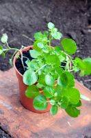 Nasturtium officinale - Watercress, sown in the summer and harvested in the winter 
