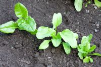 Perpetual Spinach Beet 'Erbette', sown in the summer and harvested in the winter 