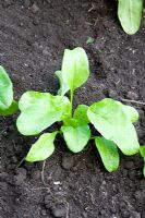 Perpetual Spinach Beet 'Erbette', sown in the summer and harvested in the winter 
