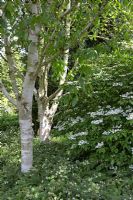 Betula utilis, Viburnum plicatum and Symphytum officinale - The Dorothy Clive Garden in May