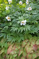 Paeony, Epimedium and Euphorbia - The Dorothy Clive Garden in May