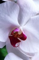 Phalaenopsis - White moth orchid 