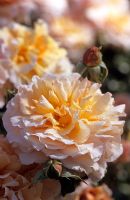 Rosa 'Great Expectations'