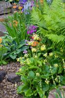 Matteuccia struthiopteris, Primula bulleyana, Primula florindae and Camassia - The Hesco Garden, sponsored by HESCO Bastion and Leeds City Council - Silver-Gilt medal winner at RHS Chelsea Flower Show 2009 
