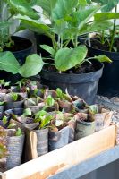 Beta vulgaris - Mangold seedlings in newspaper pots - Chelsea Flower Show 2009