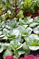 Pak choi and chards - Chelsea Flower Show 2009