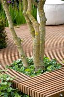Decking with space for a growing tree - Nature Ascending Garden - Gold medal winner for Urban Garden at RHS Chelsea Flower Show 2009 