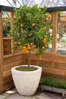 Potted Citrus growing in a greenhouse - Chelsea Flower Show 2009