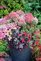 Late summer and autumn colour with Hydrangea macrophylla, Fuchsia 'Spring Beacon', Heuchera 'Can-can' and Showinner Chrysanthemum