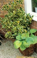 Ilex aquifolium 'Golden King' with Hosta glauca 'Elegans' in a wicker basket, softening the brickwork at the base of a house wall