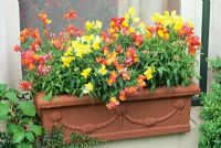 Summer window box planted with snapdragons, Antirrhinum 'Oranges and Lemons'