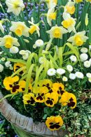 Nicely weathered terracotta pot echoes the white, yellow and black colour scheme of double daisies, Bellis perennis 'Tasso White', Bowles golden grass, Milium effusum 'Aureum', Daffodil, Narcissus 'Salome', yellow, black faced winter pansies and small leaved variegated ivy